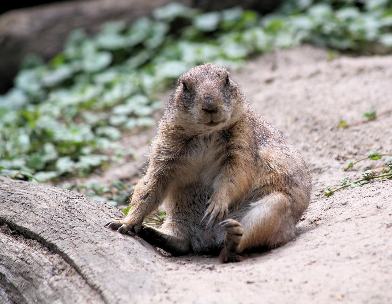 prairie dogs  prériový  rodent free photo