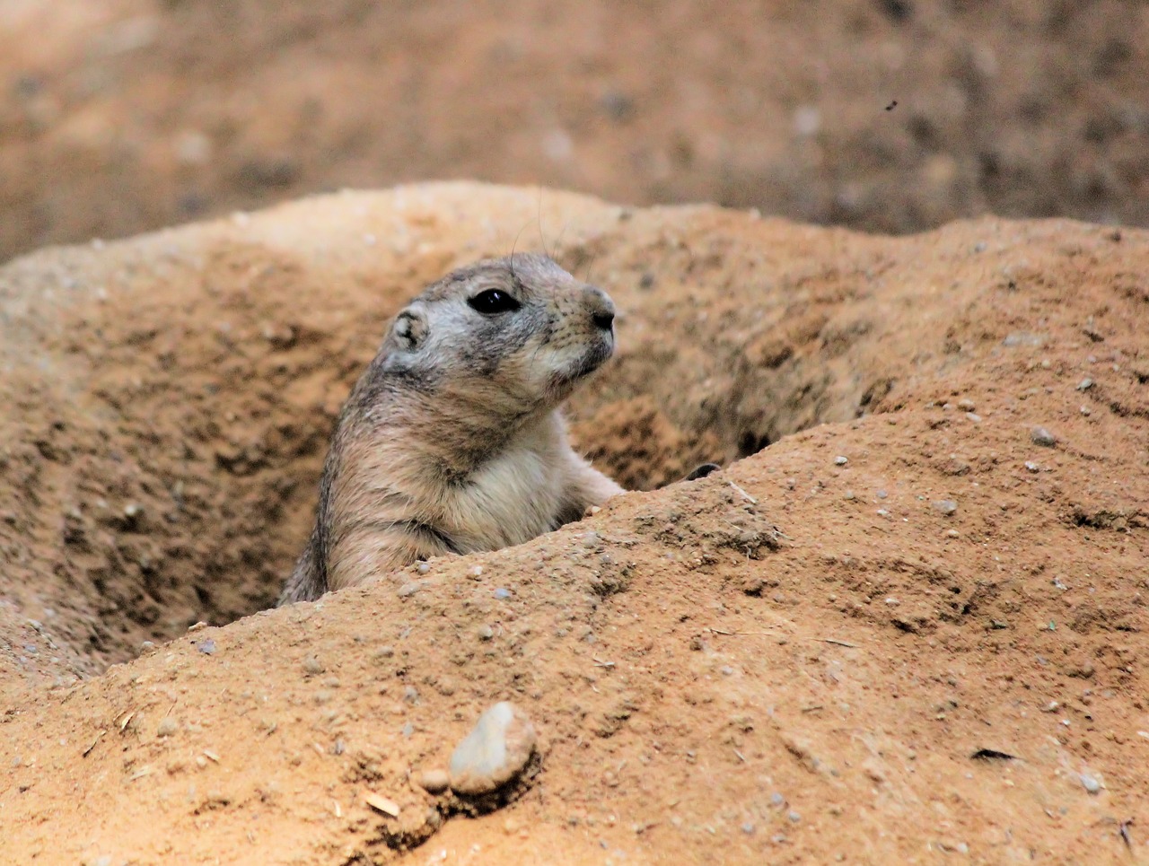 prairie dogs  prériový  rodent free photo