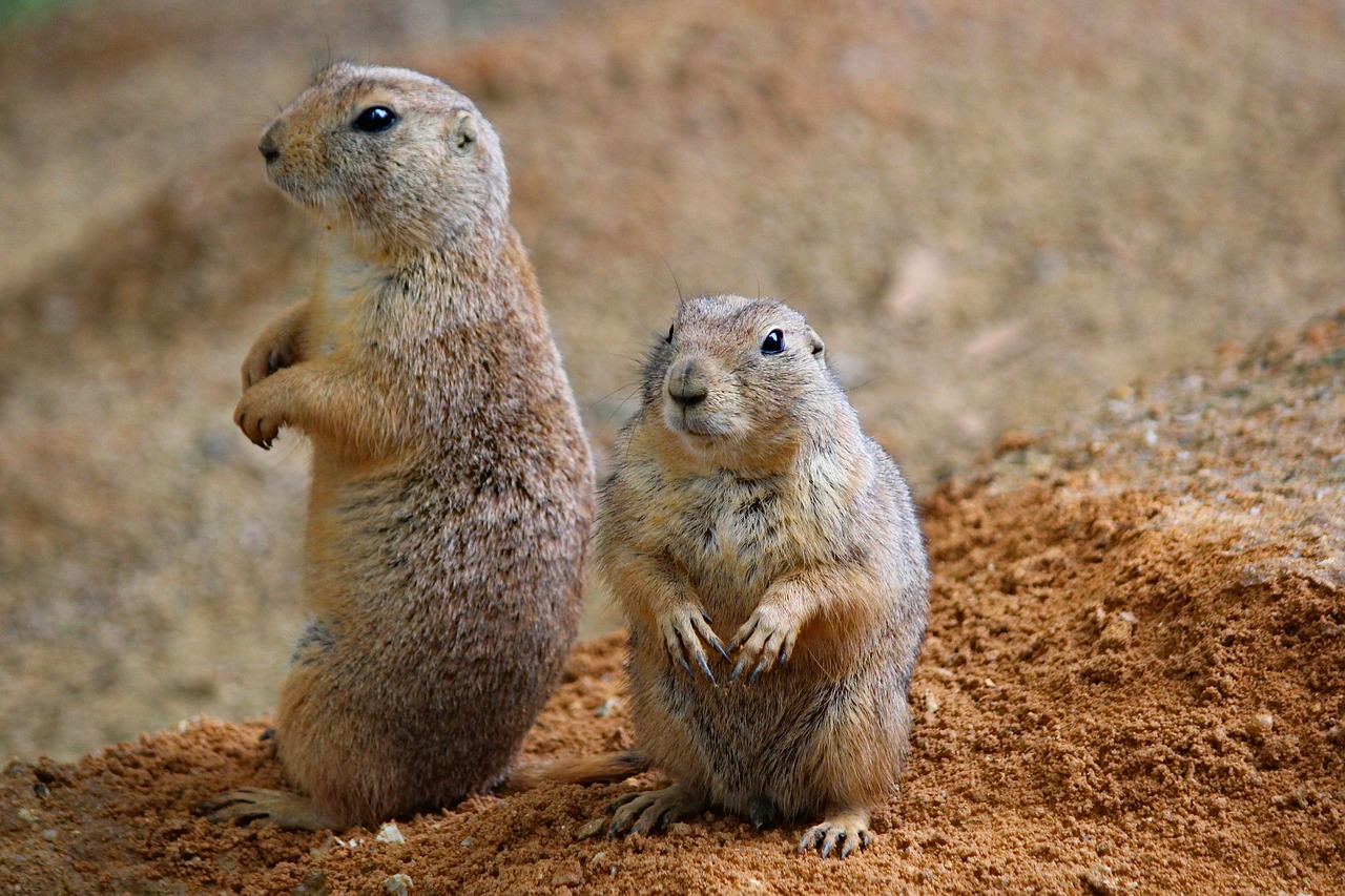 prairie dogs  rodents  couple free photo