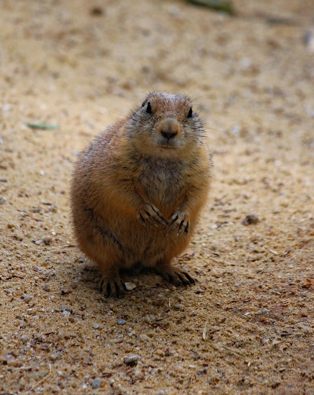 prairie dogs  prériový  cub free photo