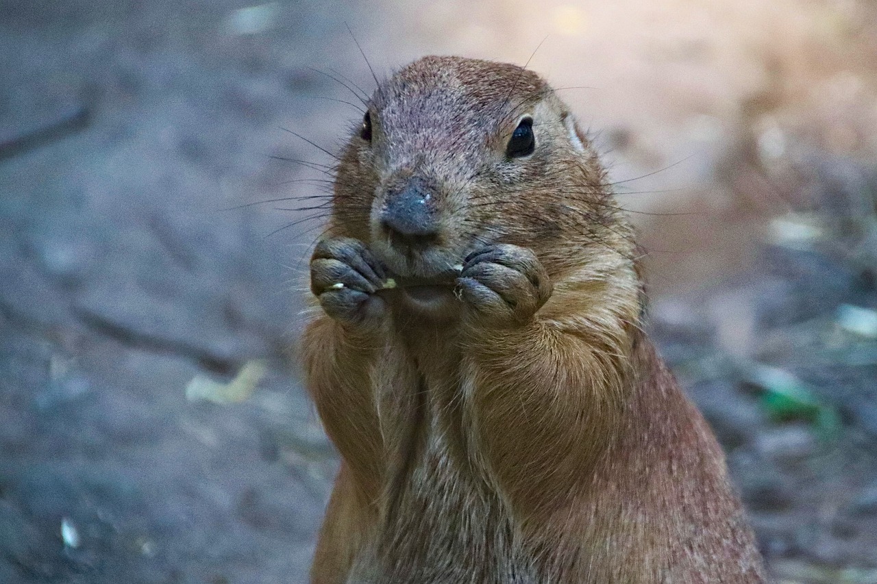 prairie dogs  rodent  animal free photo