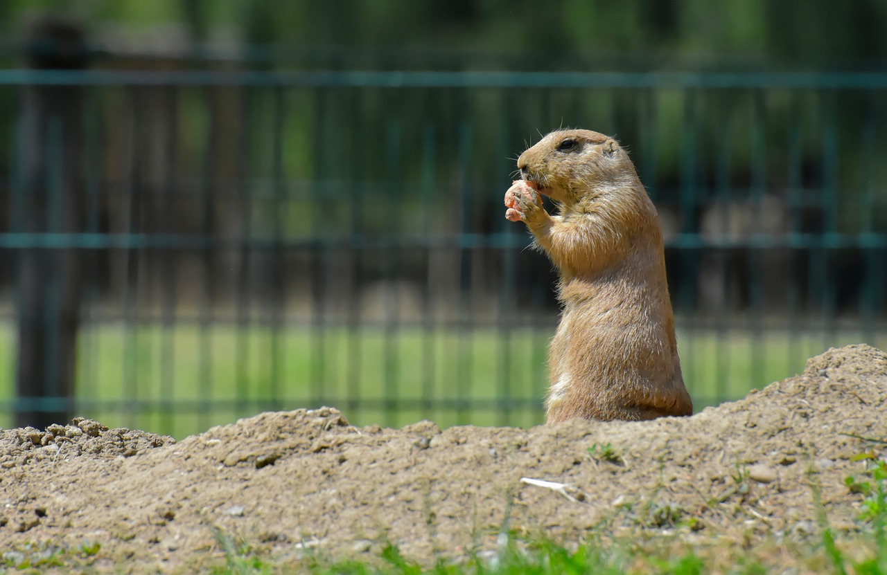 prairie dogs  nager  rodents free photo