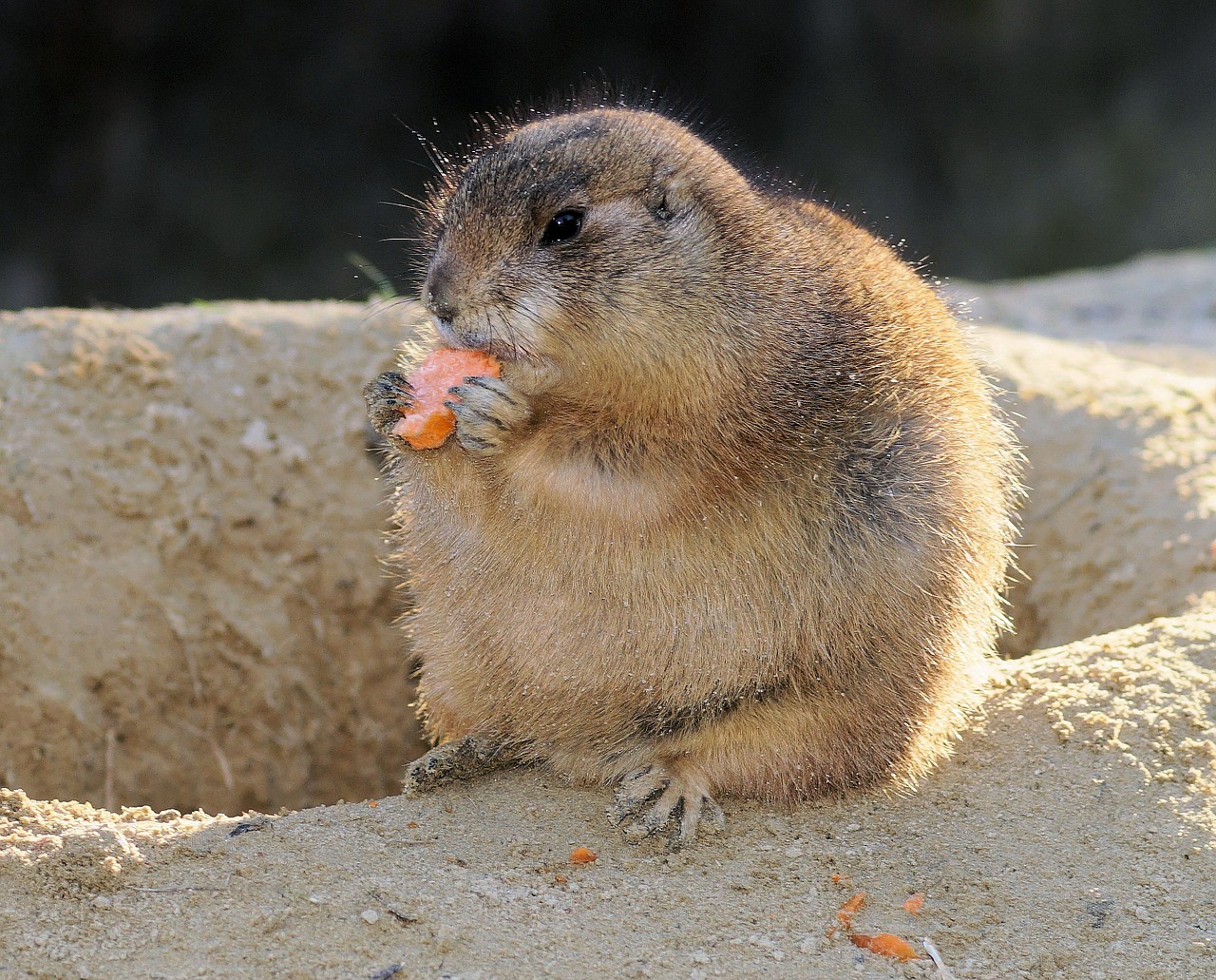 prairie dogs rodent gophers free photo