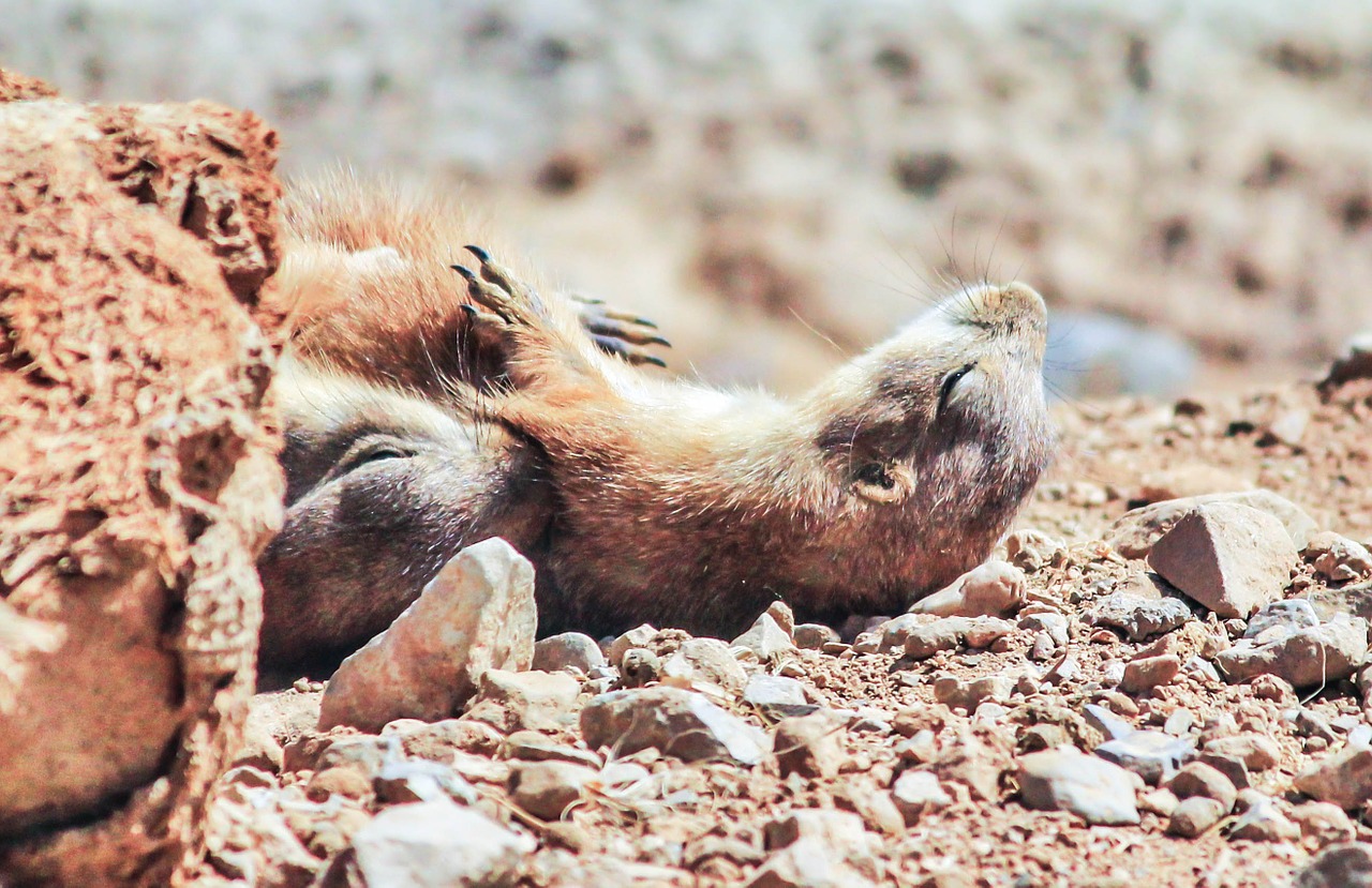 prairie dogs sleeping cute free photo