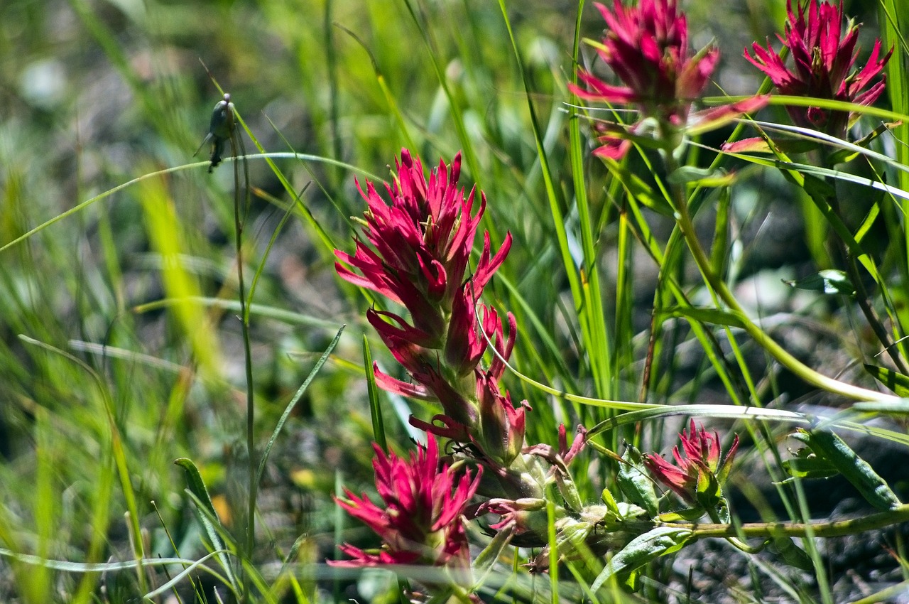 prairie-fire  indian paintbrush  wildflower free photo