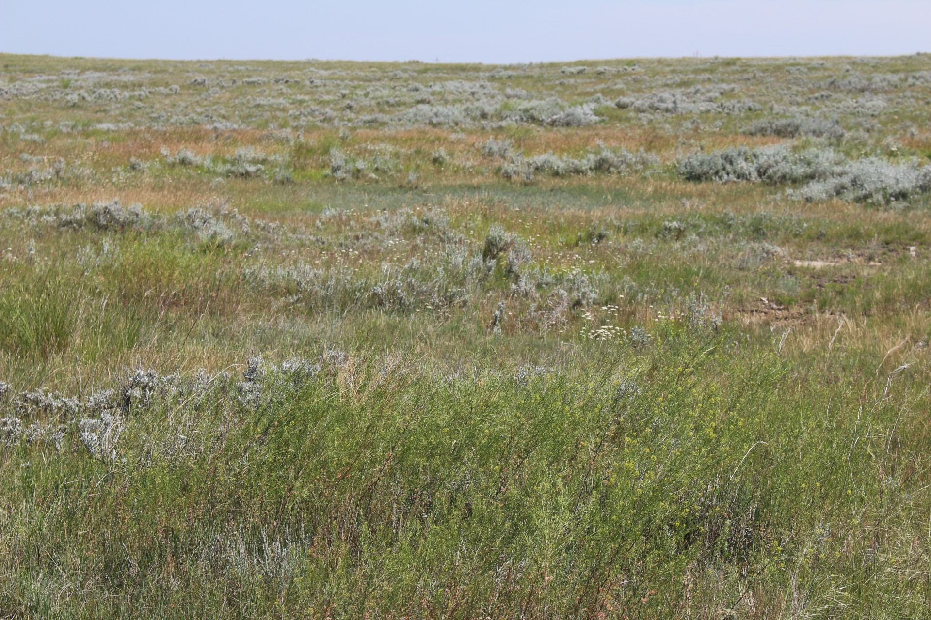 prairie grass shrubs free photo