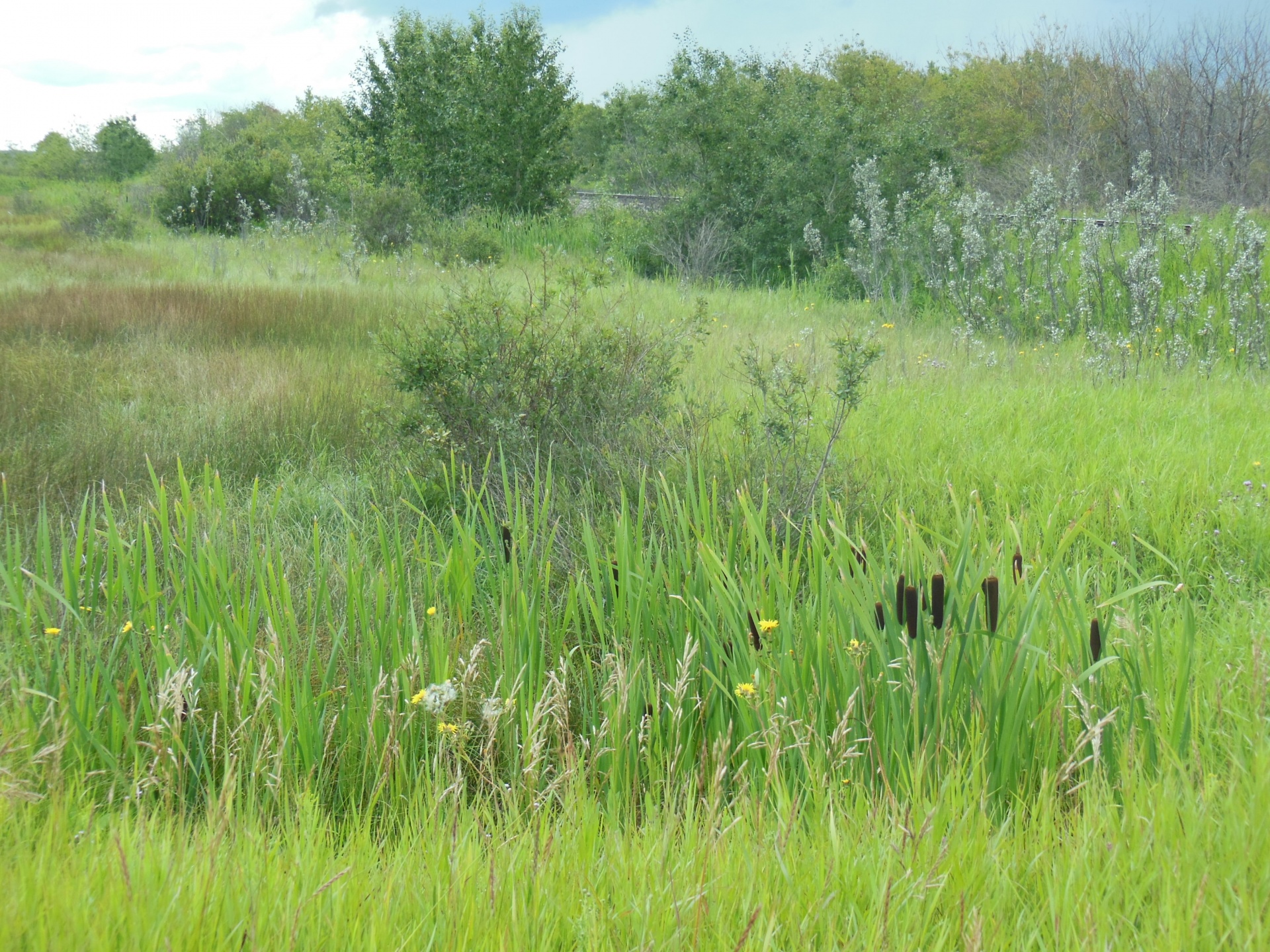 vegetation prairies grass free photo