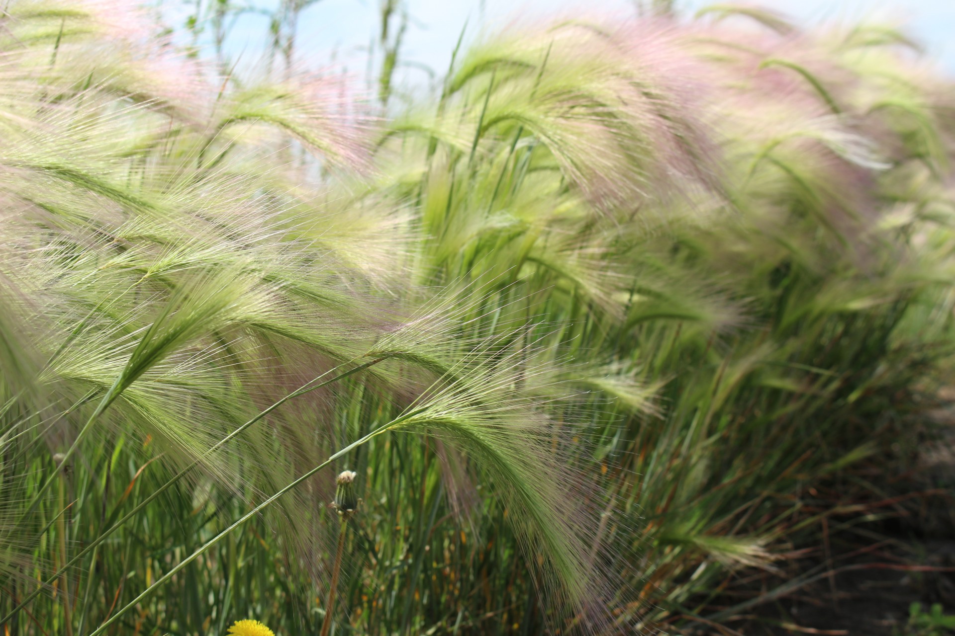 prairie grasses prairie grasses free photo