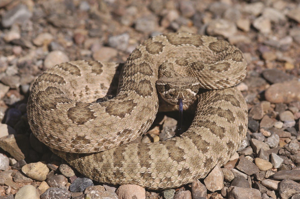 prairie rattlesnake viper poisonous free photo