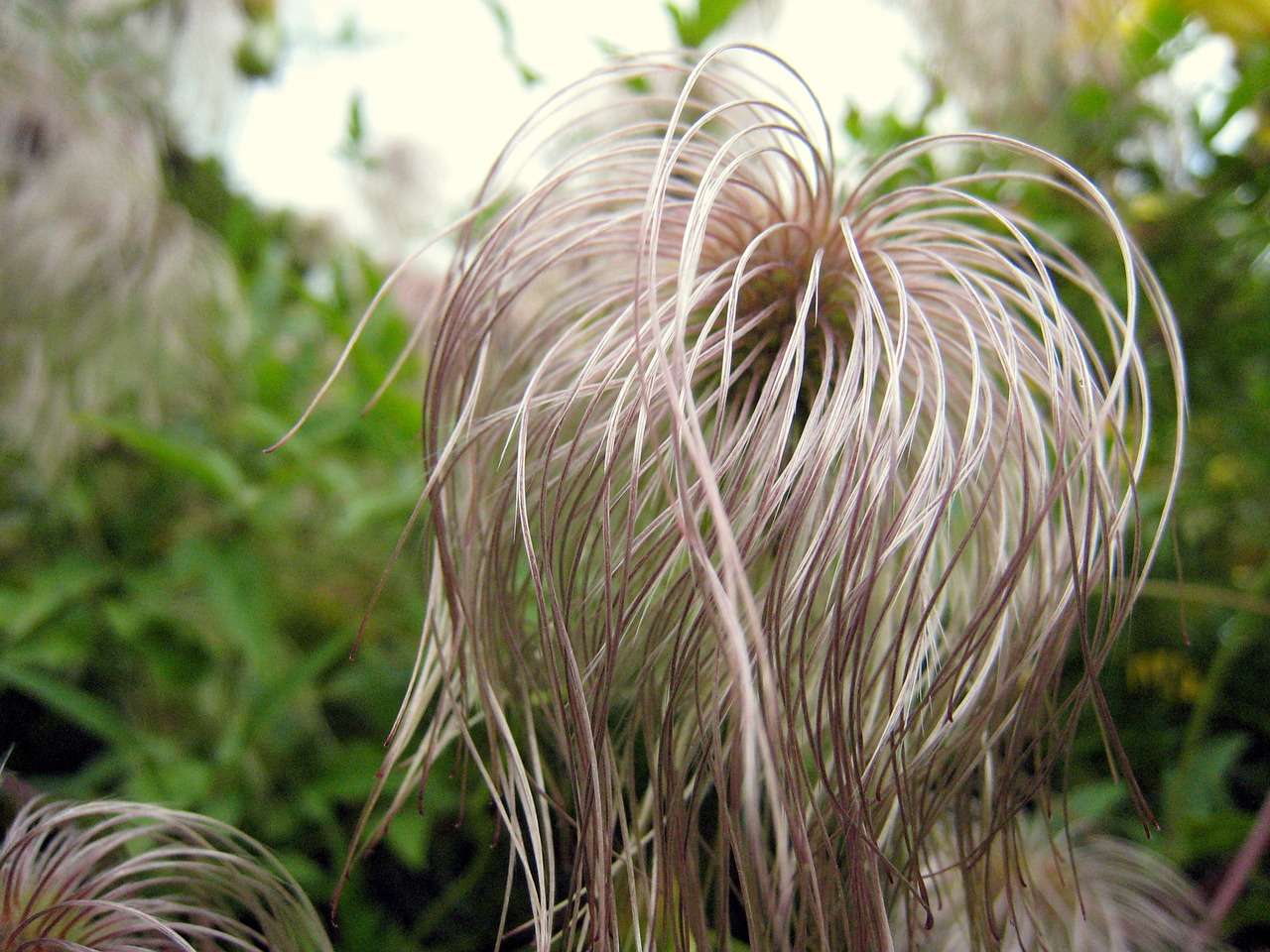 prairie-smoke flower plant free photo