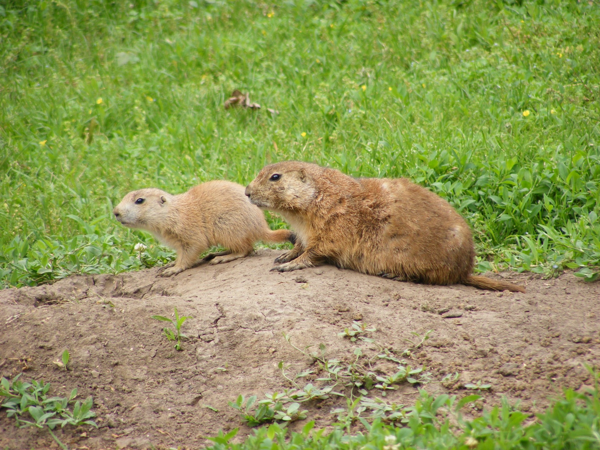 animal animals zoo animal free photo