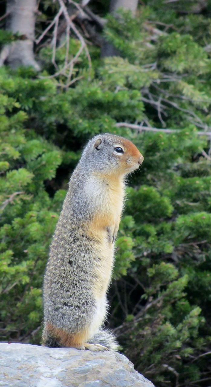 prairy dog rodent ground squirrel free photo