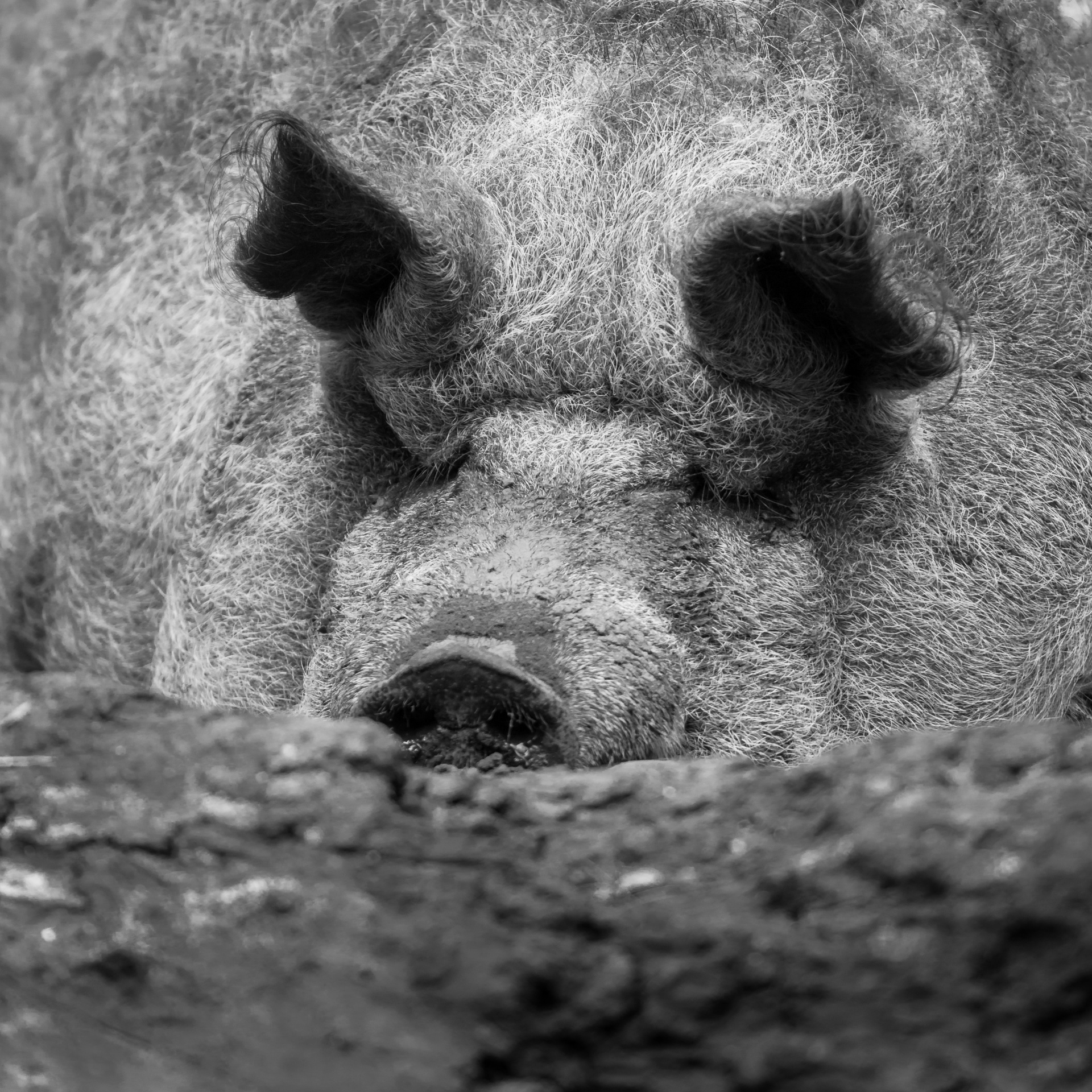 pig wild animals nature free photo