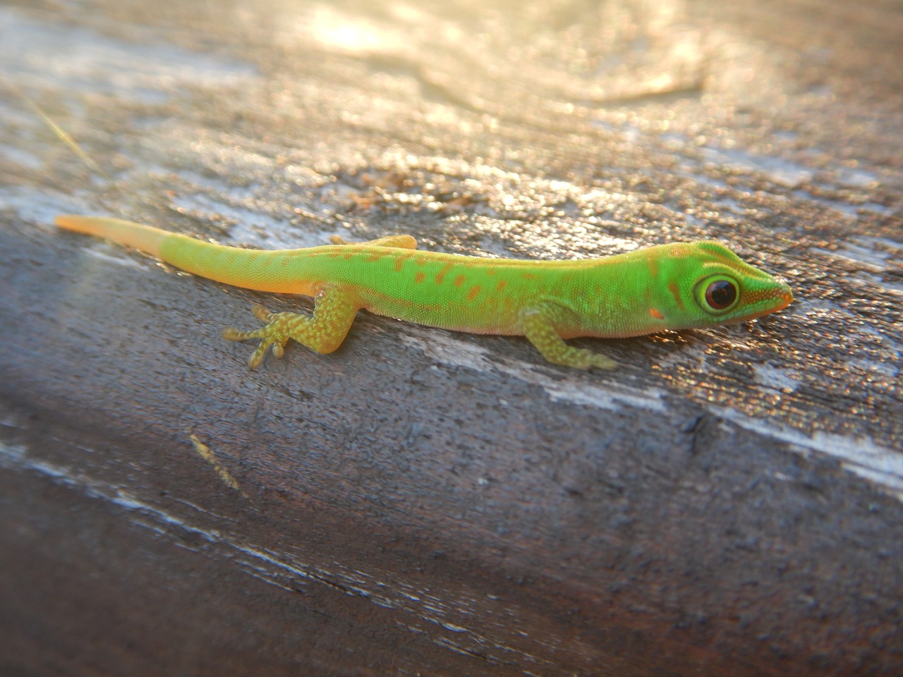 praslin gecko green free photo