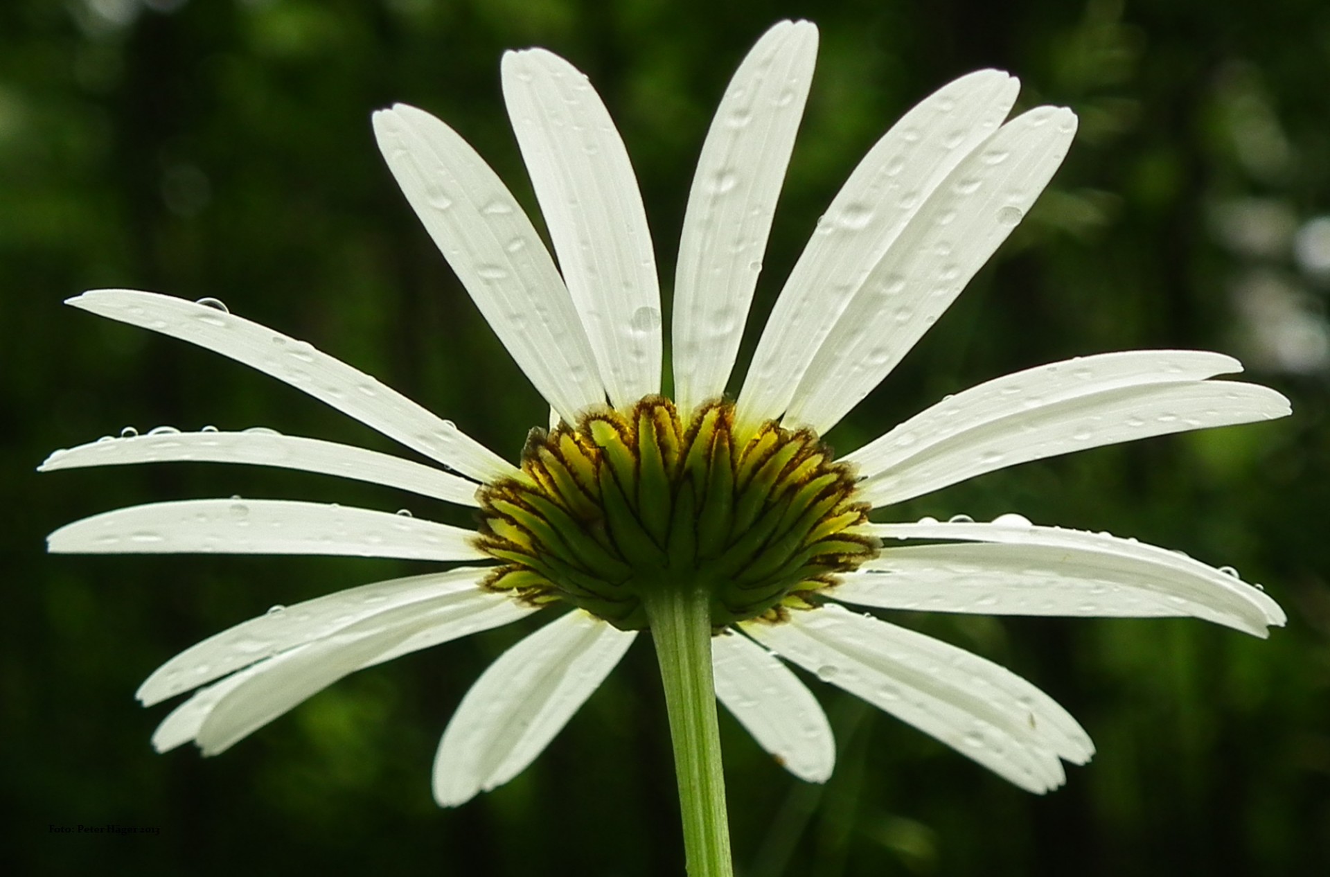 flowers summer flowers flower free photo