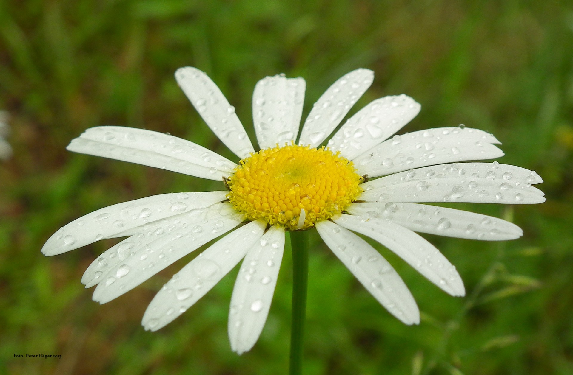 flowers summer flower flower free photo