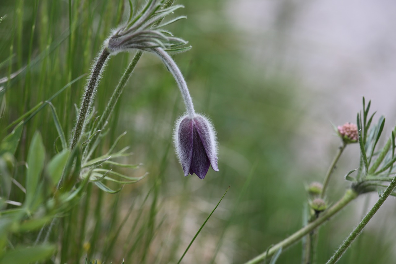 prato flowers landscape free photo