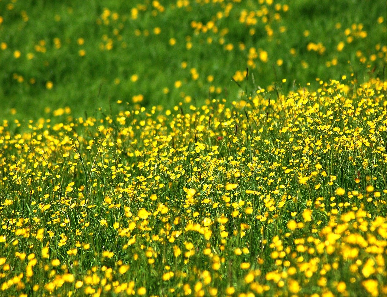 prato flowers yellow free photo