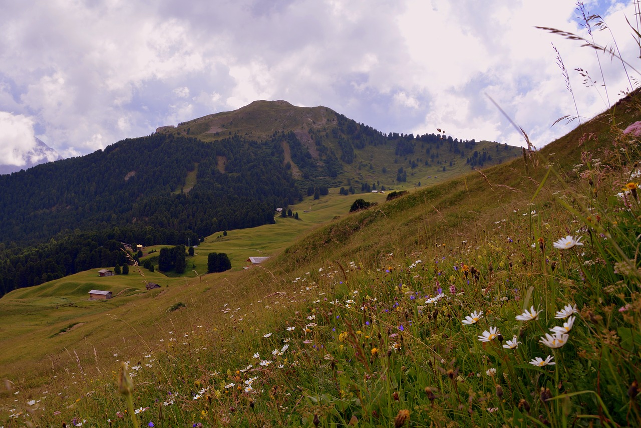 prato flowers mountain free photo