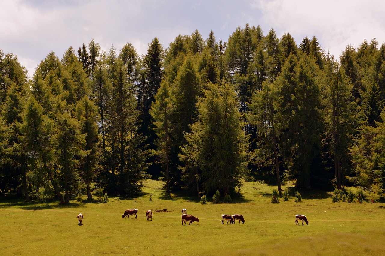 prato forest pasture free photo