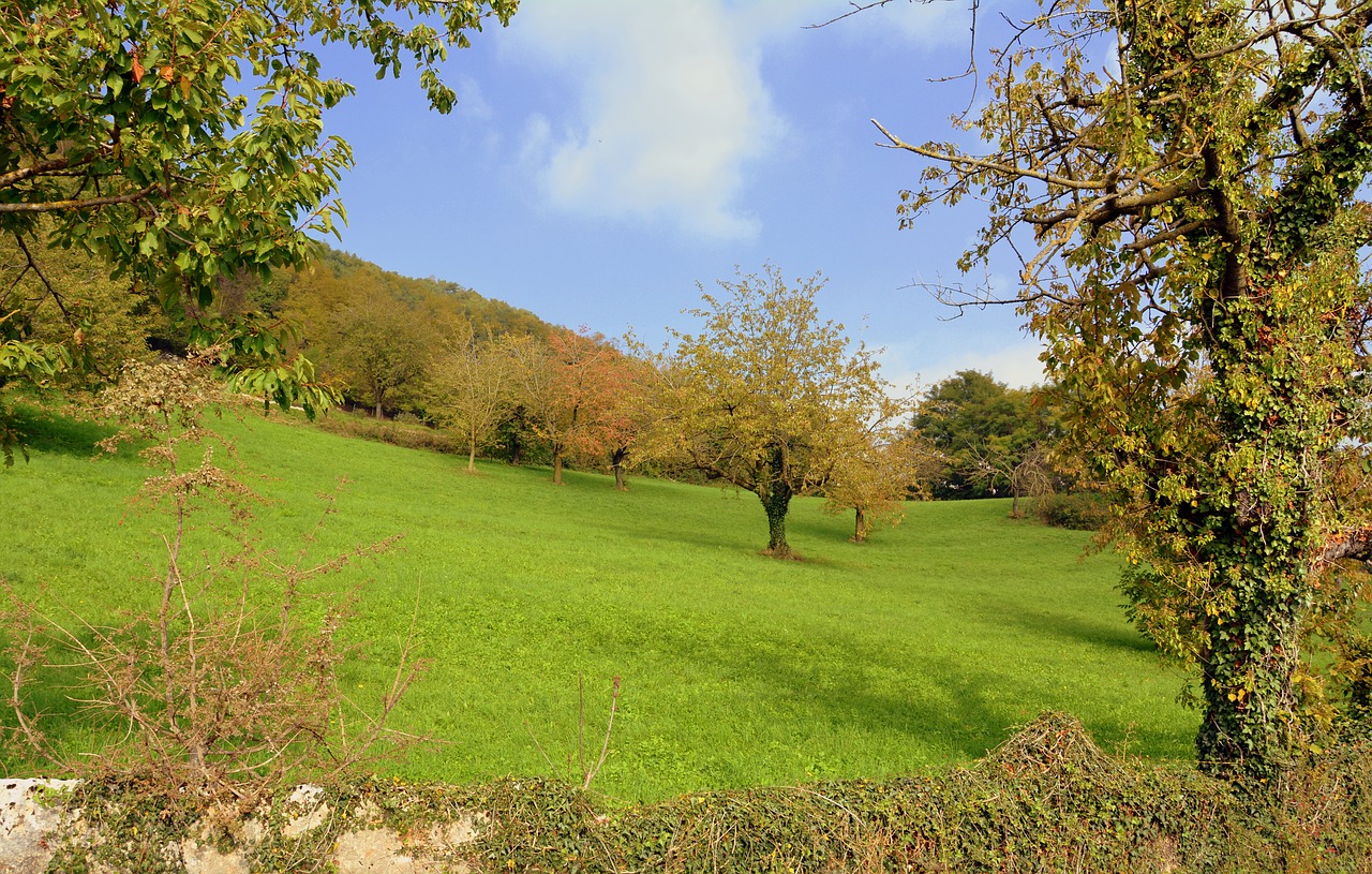 prato trees green free photo