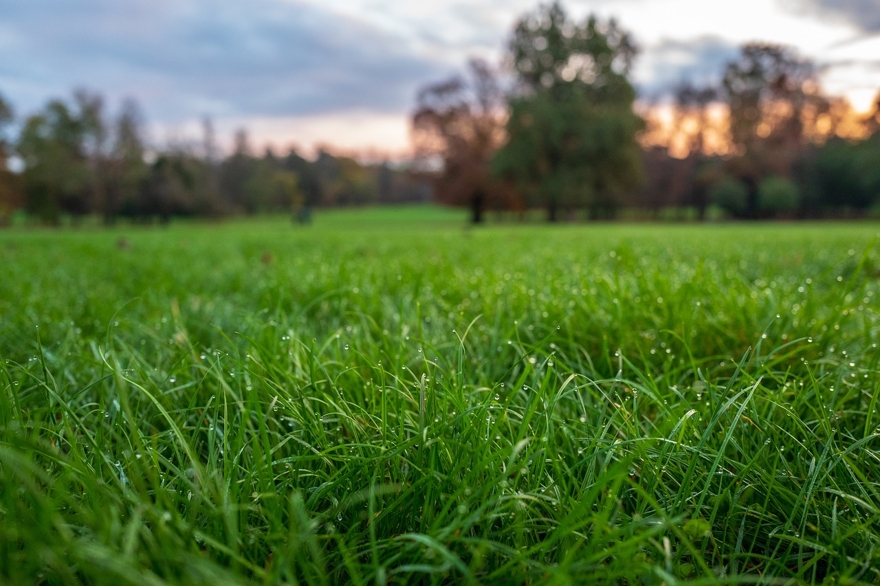 prato  dew  nature free photo