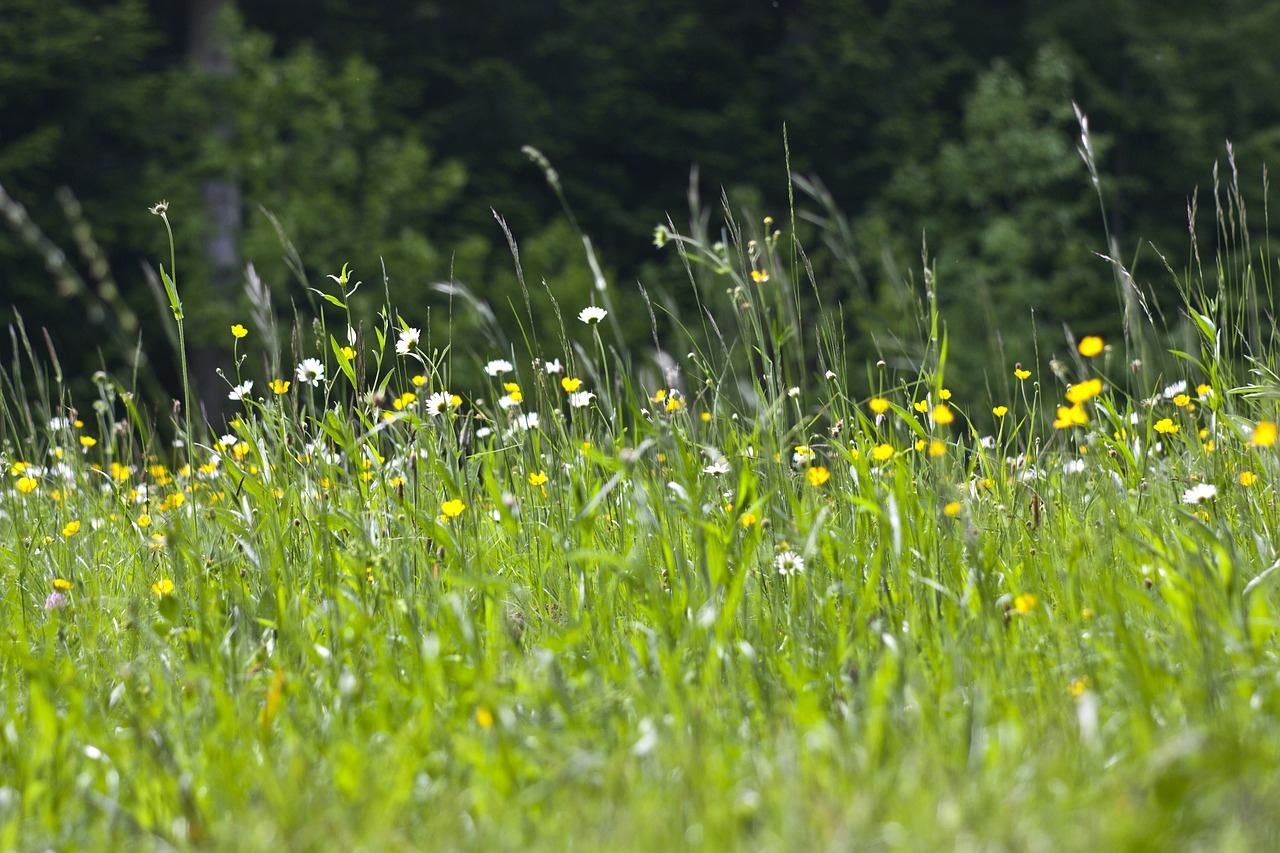 prato nature spring free photo