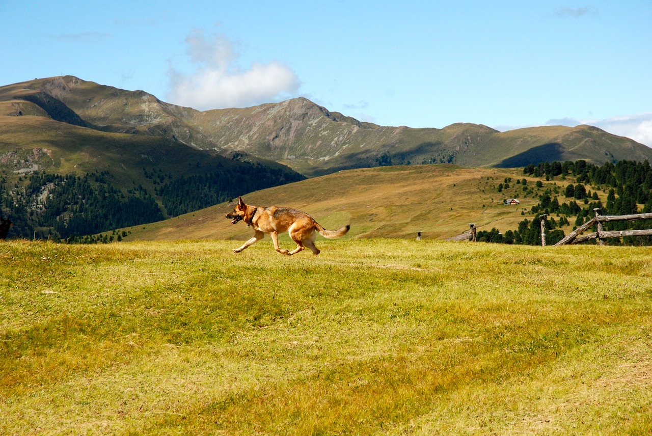 prato dog mountain free photo