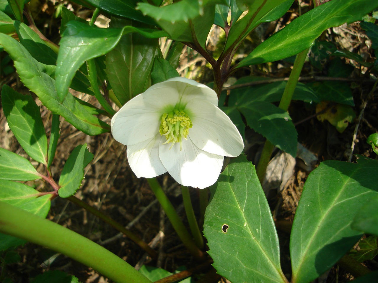 prato spring flower free photo