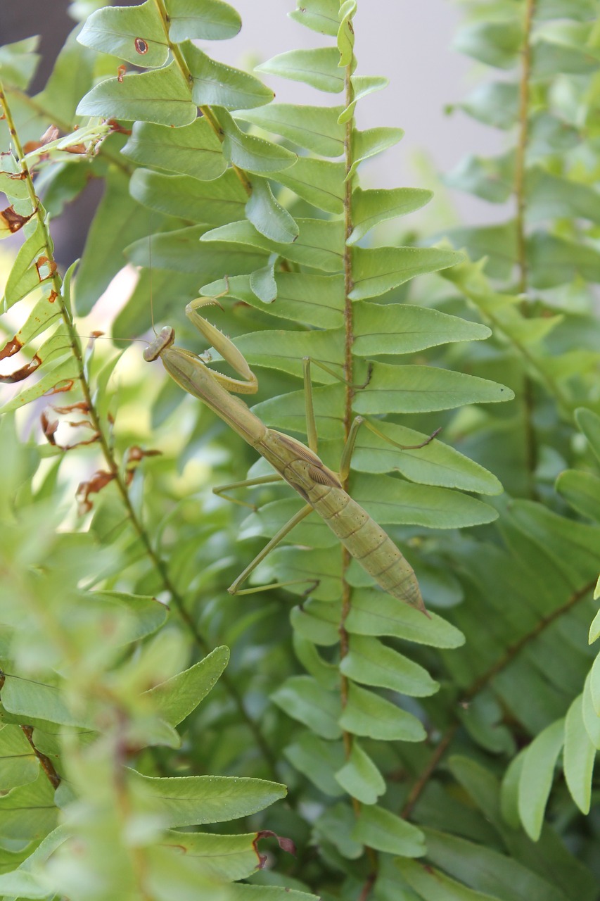 pray mantis insect mantis free photo