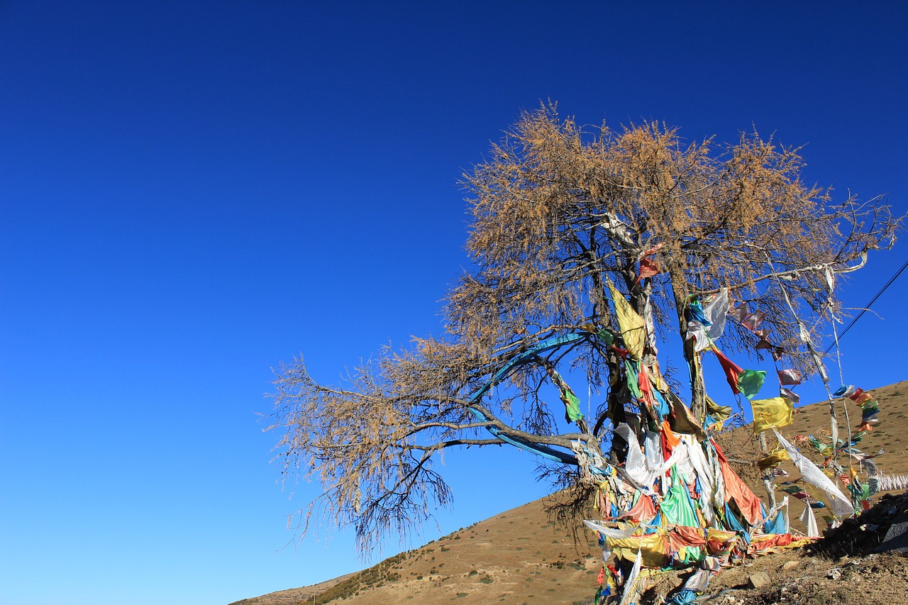 prayer flags tree in tibetan areas free photo