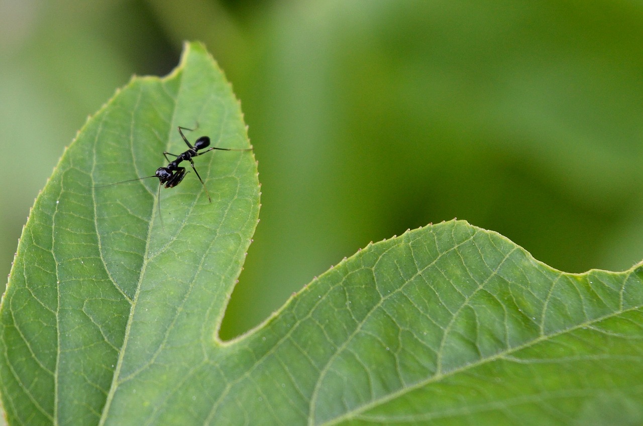 praying mantis black free photo