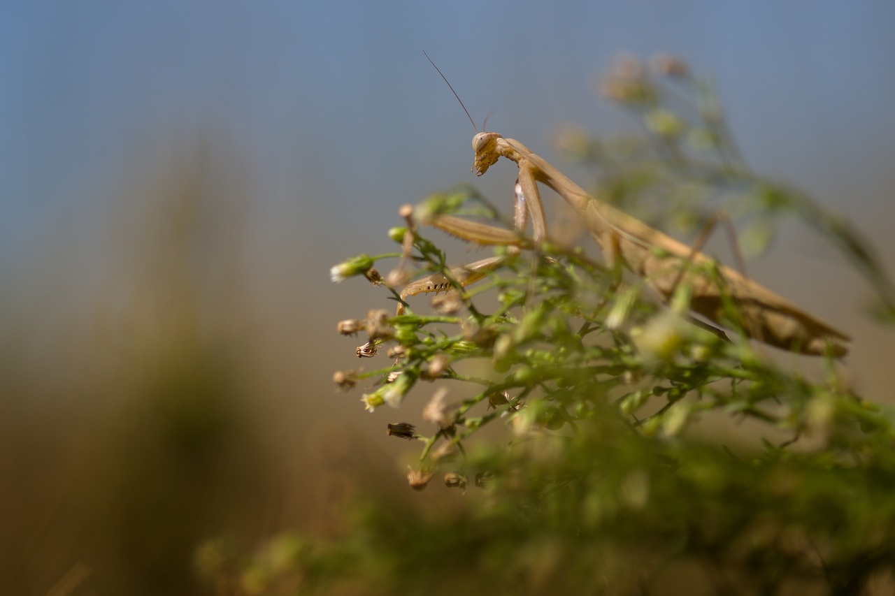 praying  nature  summer free photo