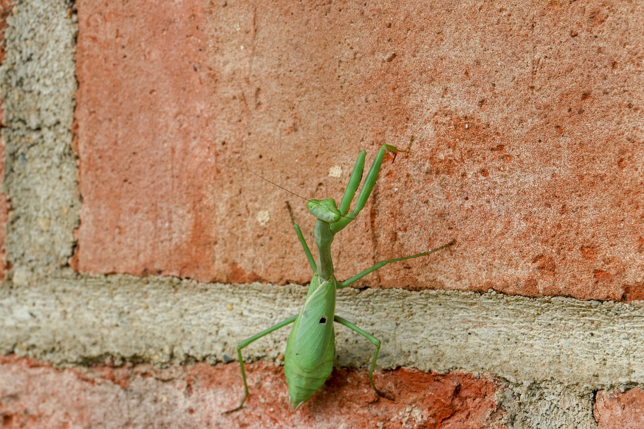 praying  mantis  green free photo