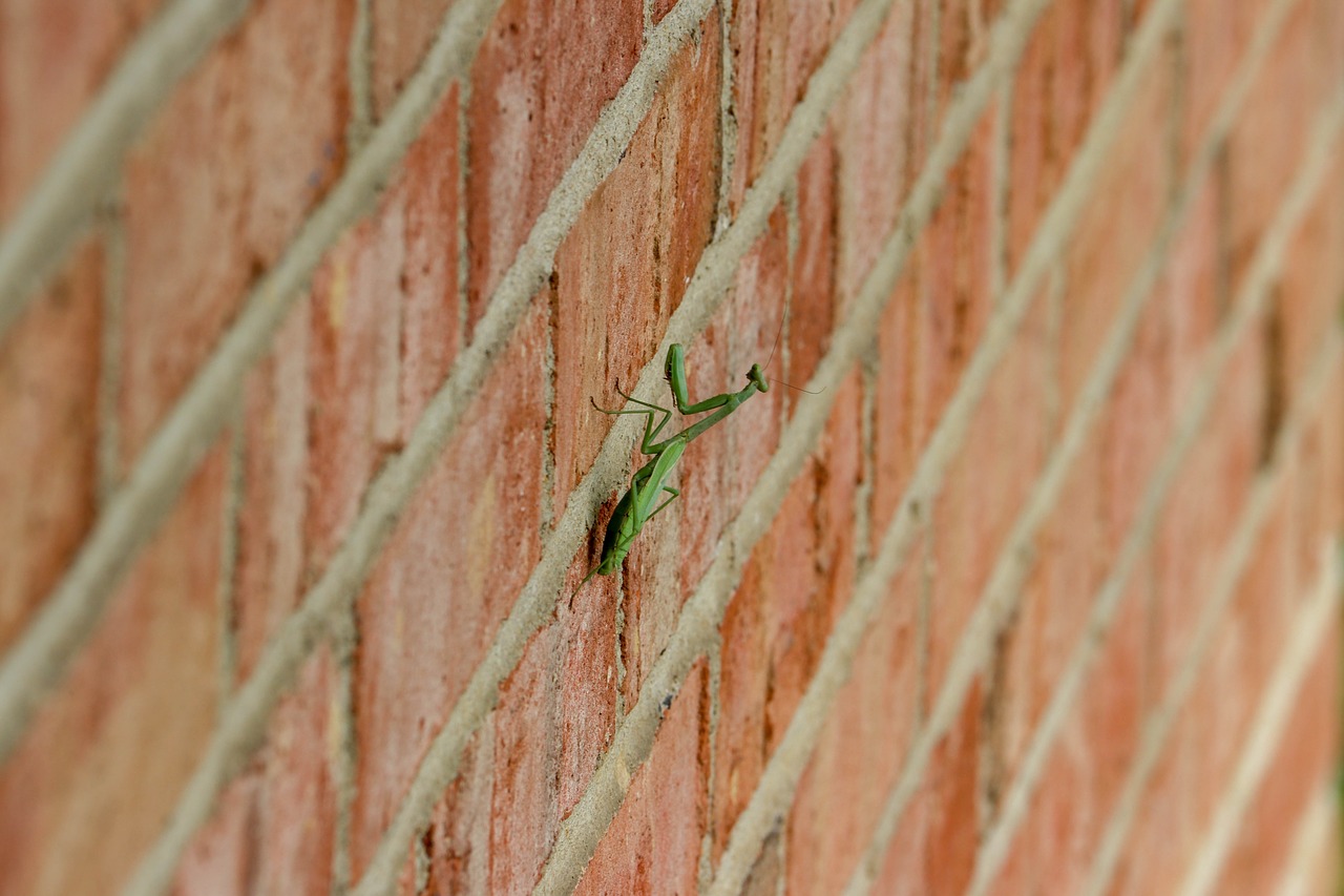 praying  mantis  green free photo