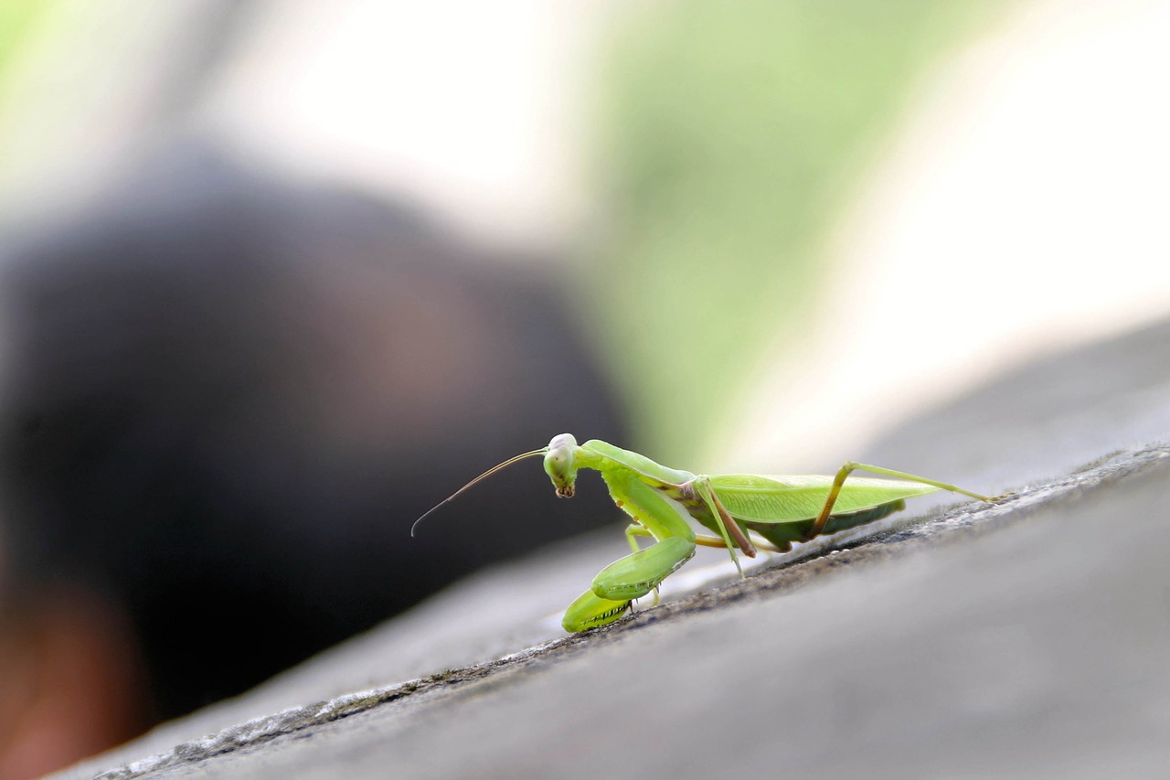 praying mantis insect china free photo