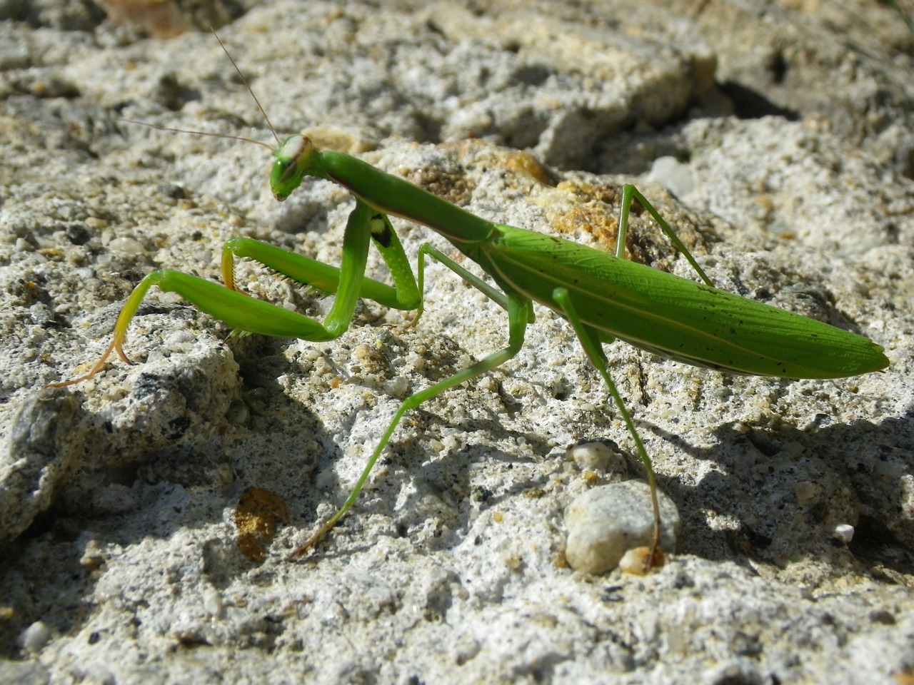 praying mantis mantodea close free photo