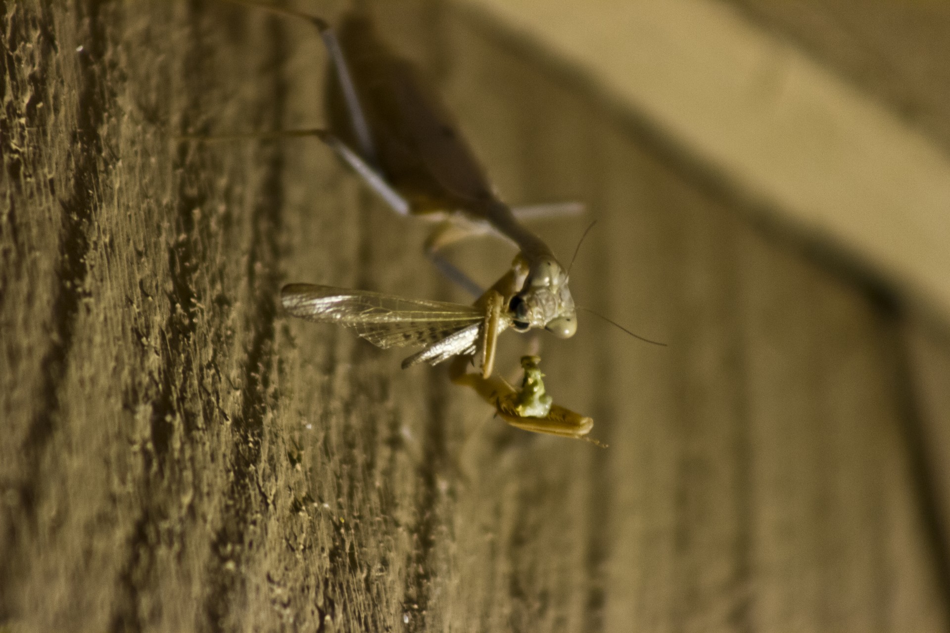 praying mantis brown mantis insect free photo