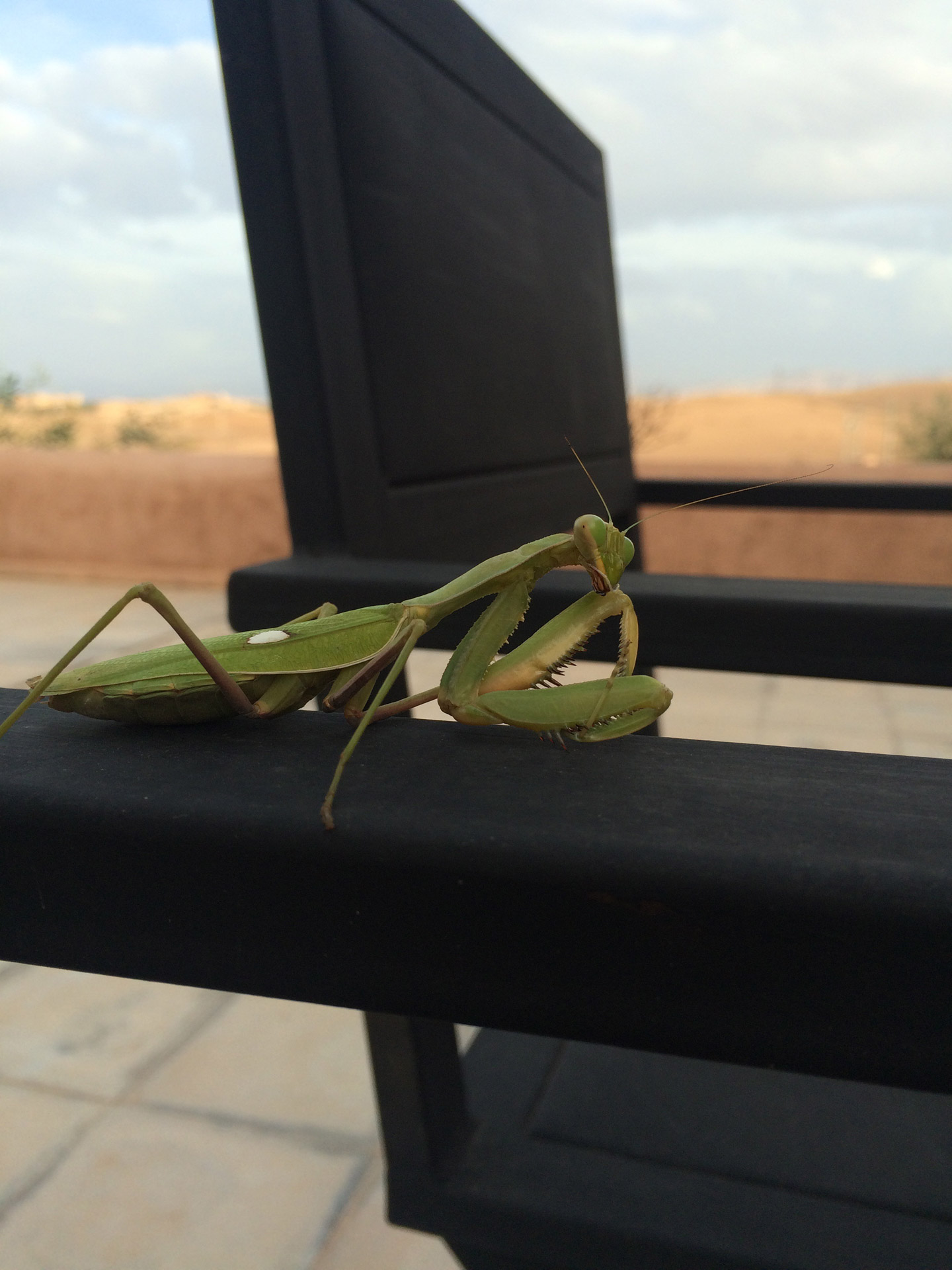 insect praying mantis morocco free photo