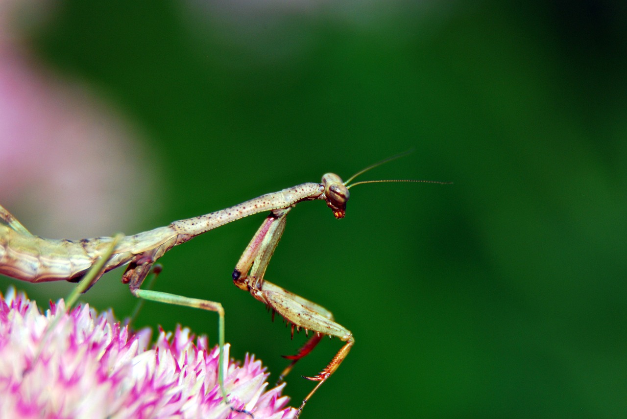 praying mantis insect bug free photo