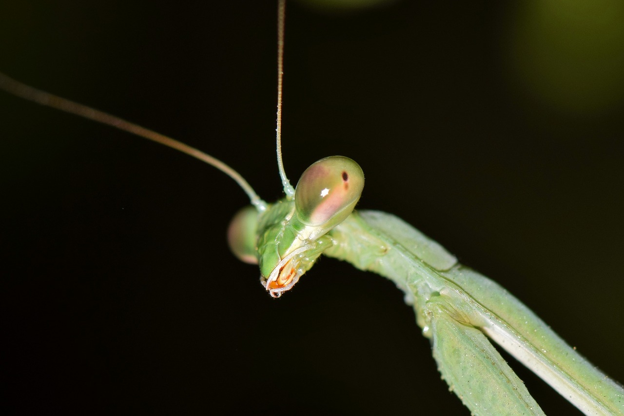 praying mantis mantis insect free photo