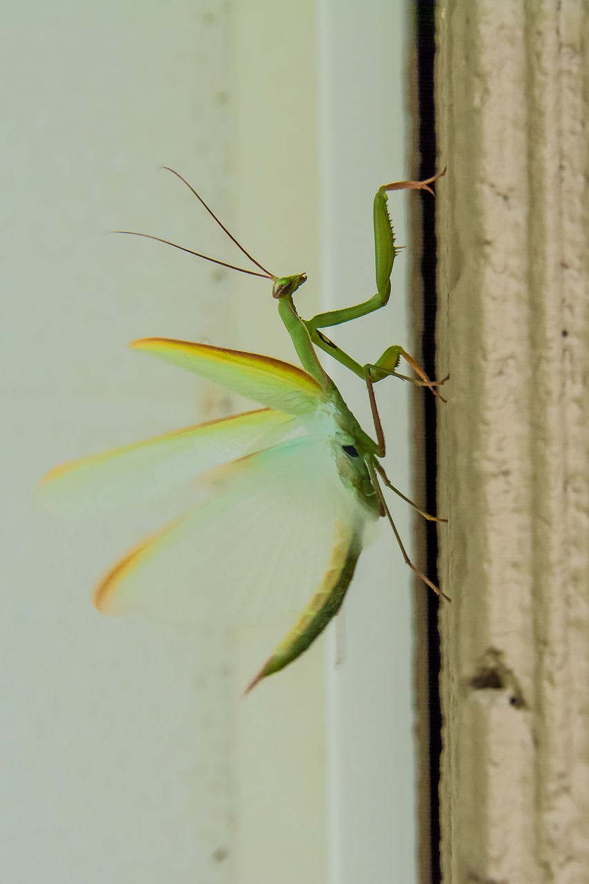 praying mantis insects mantis free photo