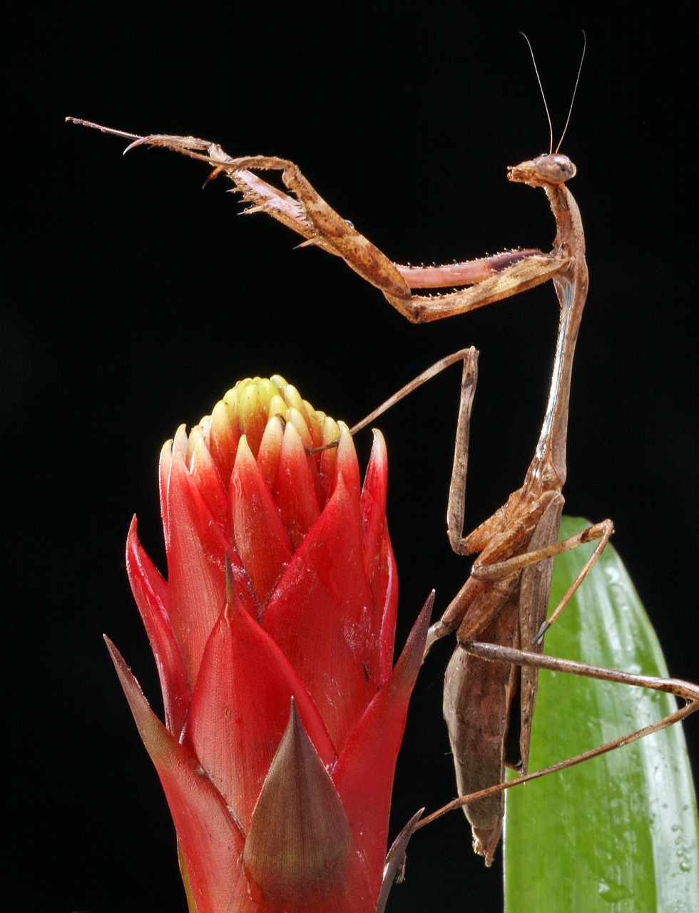 praying mantis close-up macro free photo