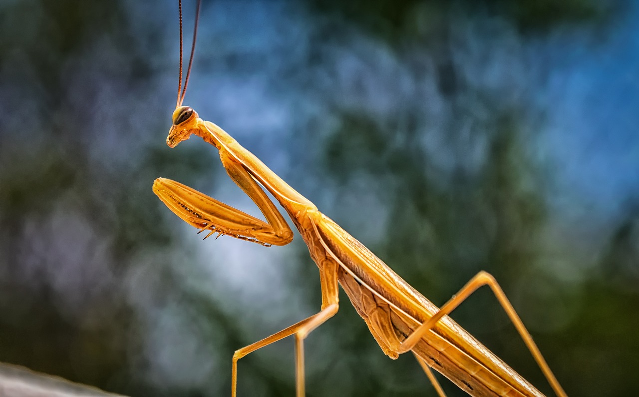 praying mantis insect scare free photo