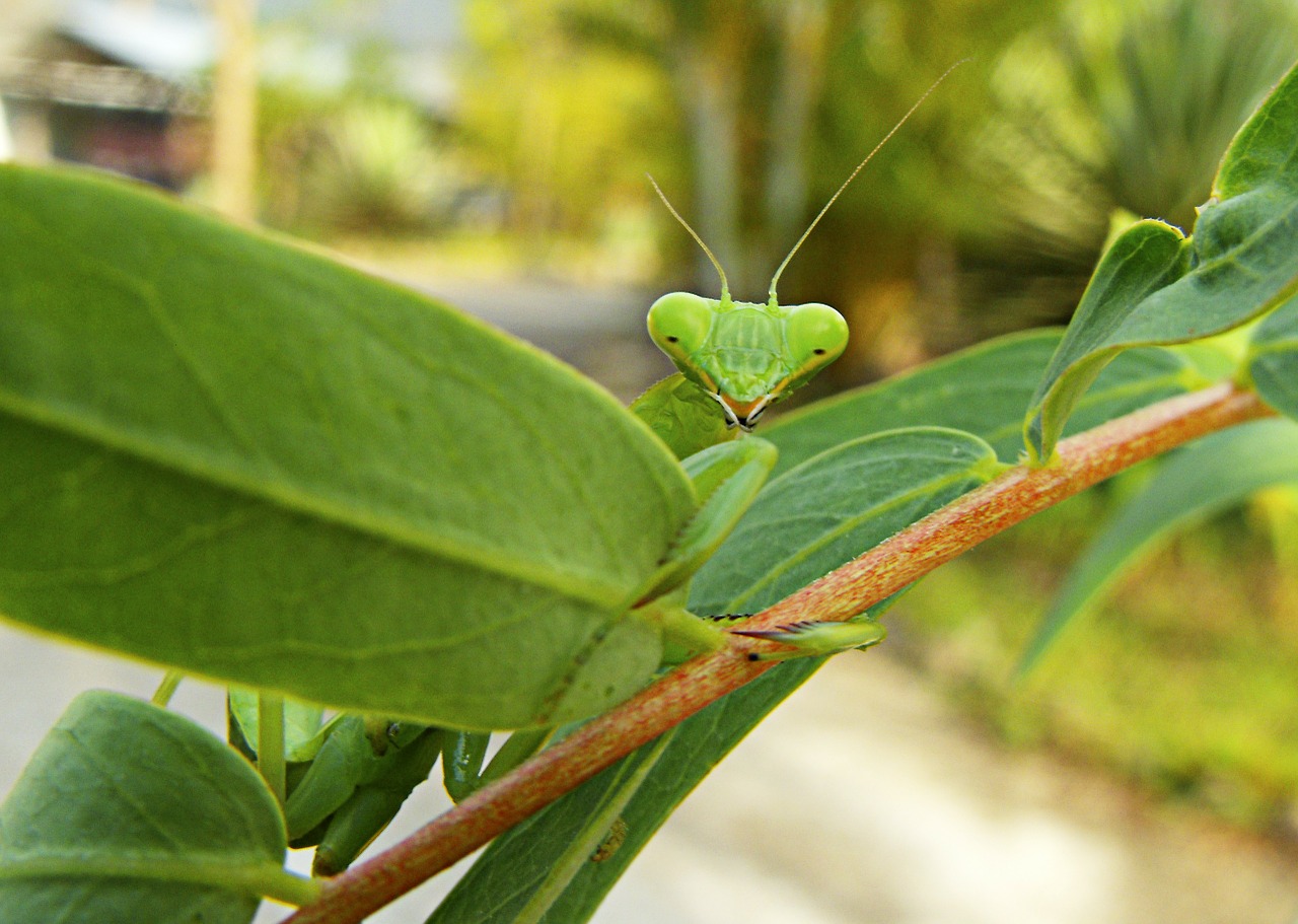 praying mantis green flight insect free photo