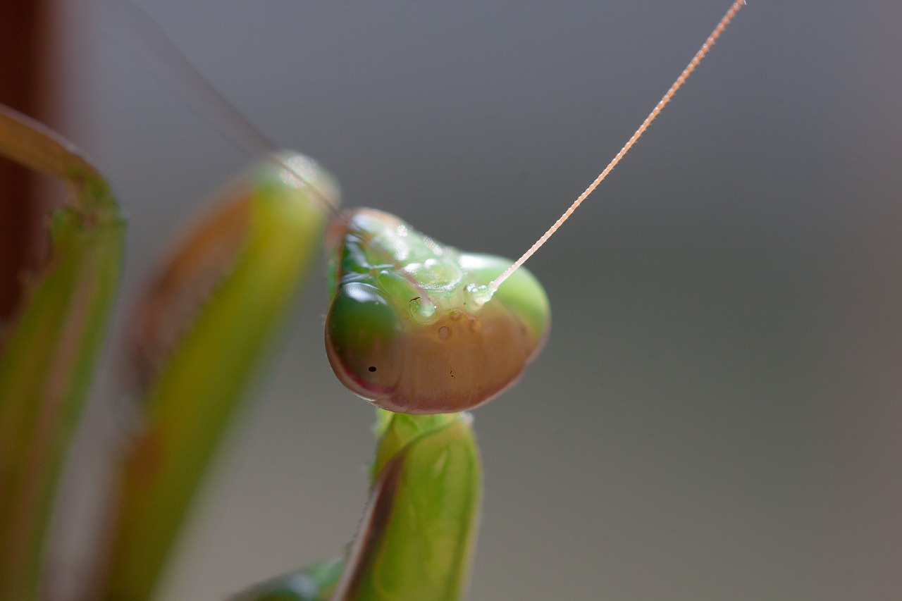 praying mantis insect macro free photo