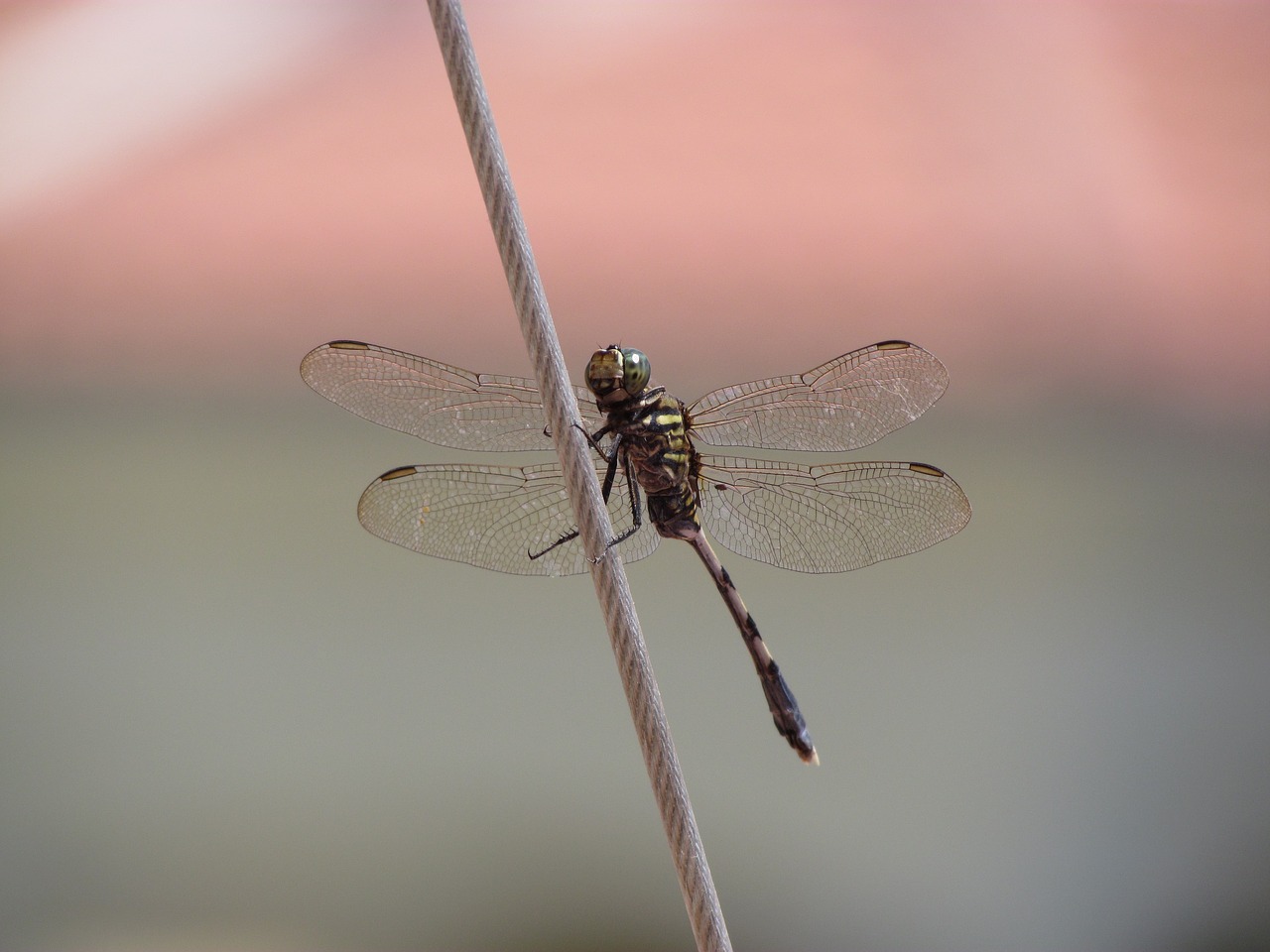 dragonfly animal close-up free photo