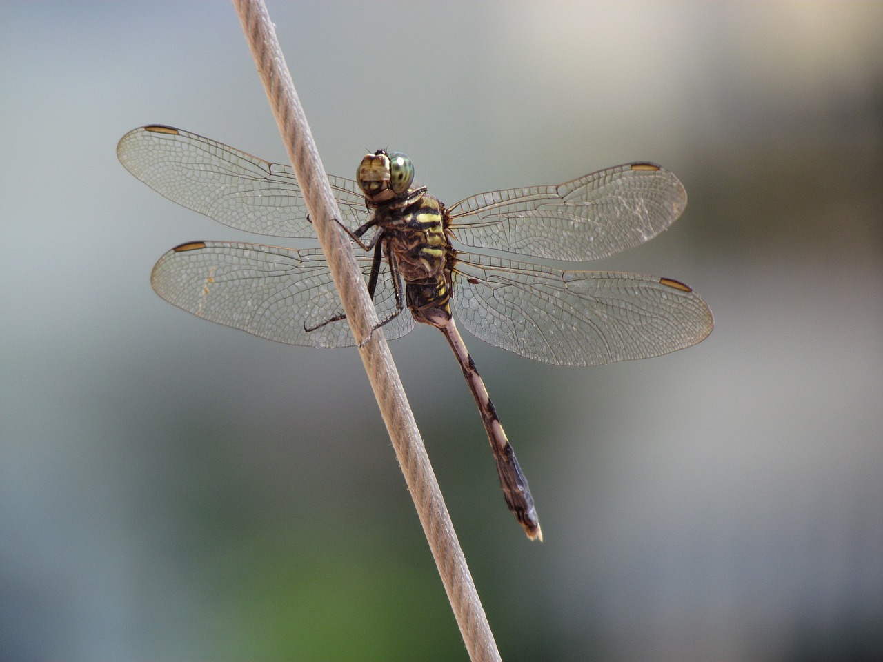 dragonfly special shooting free photo