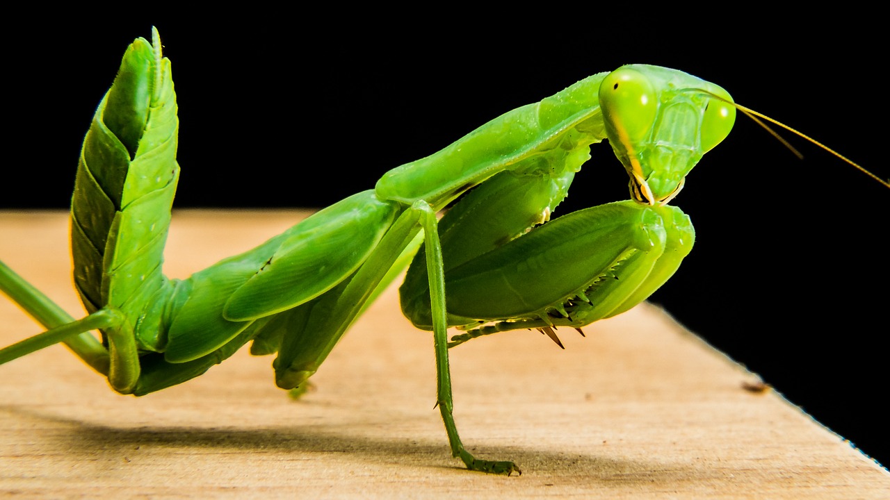 praying mantis fishing locust green free photo