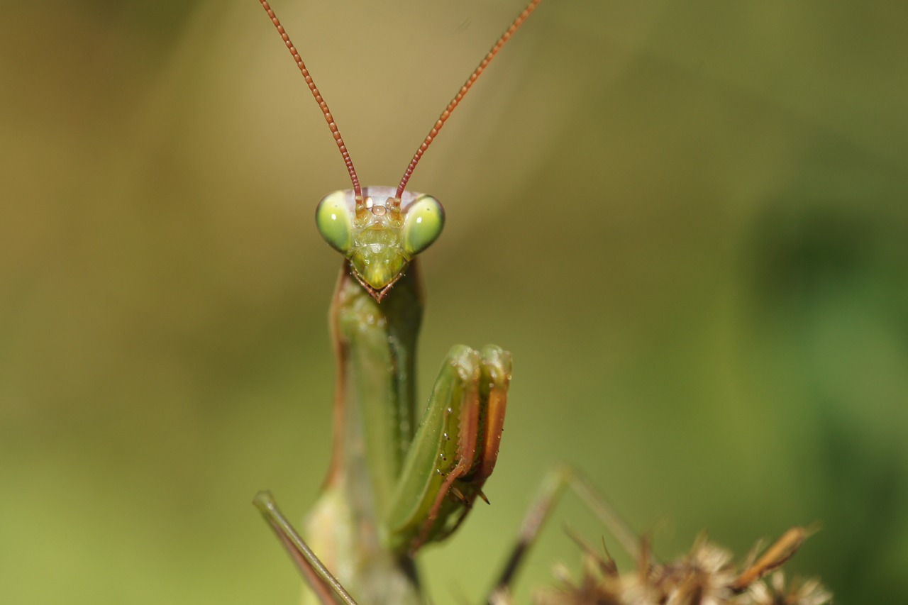 praying mantis insect nature free photo